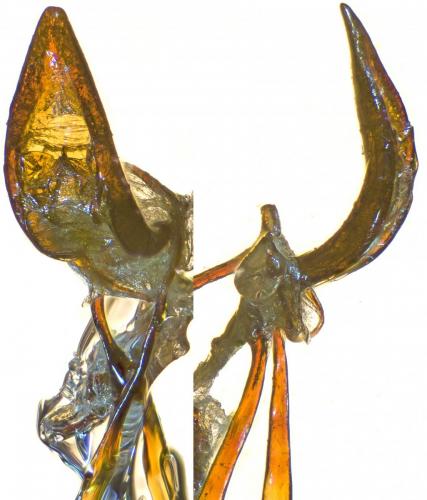 Réf. 274 158 : Otiorhynchus arcticus jugicola